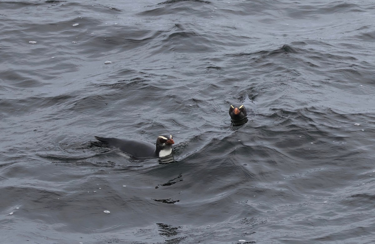 Fiordland Penguin - ML642727615
