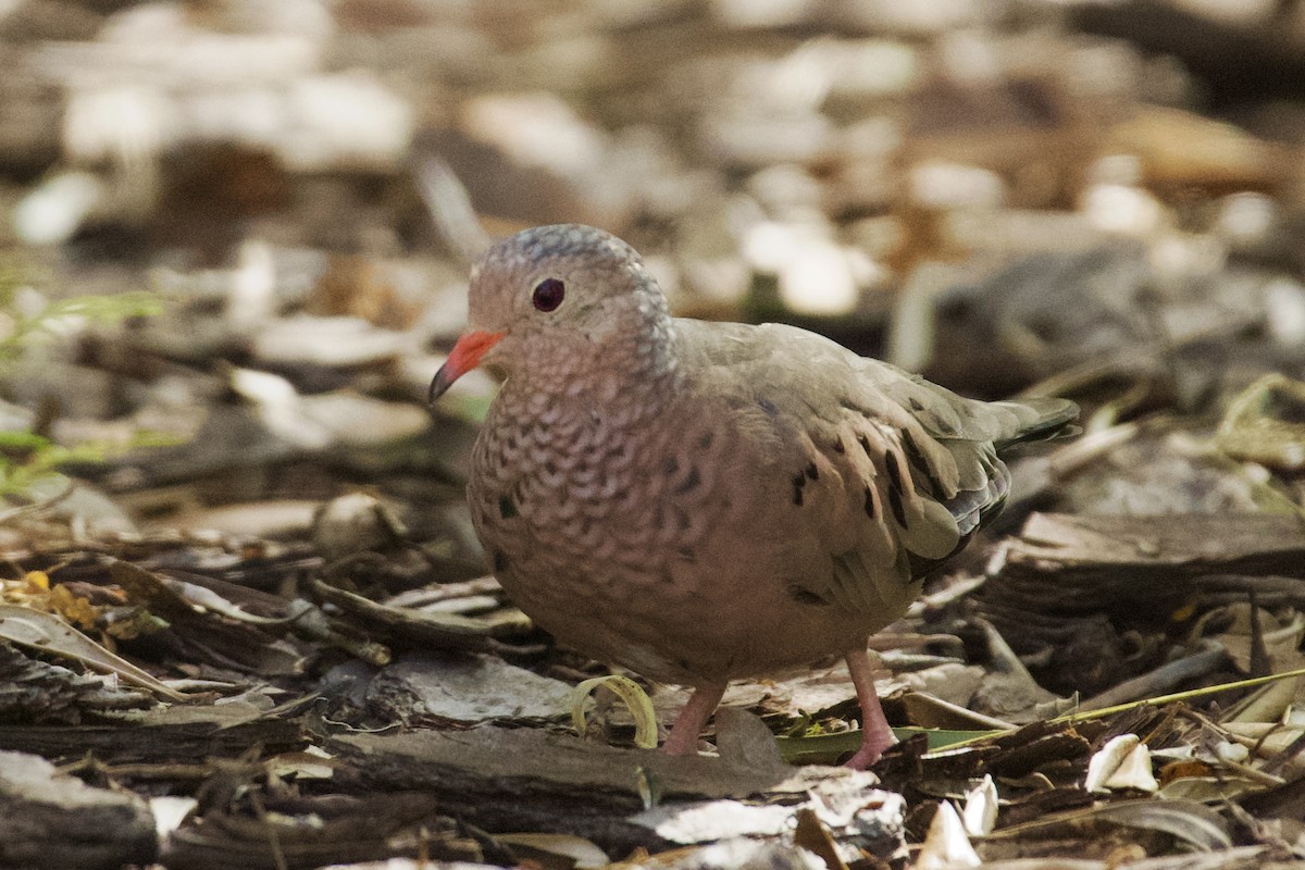Common Ground Dove - ML642727625