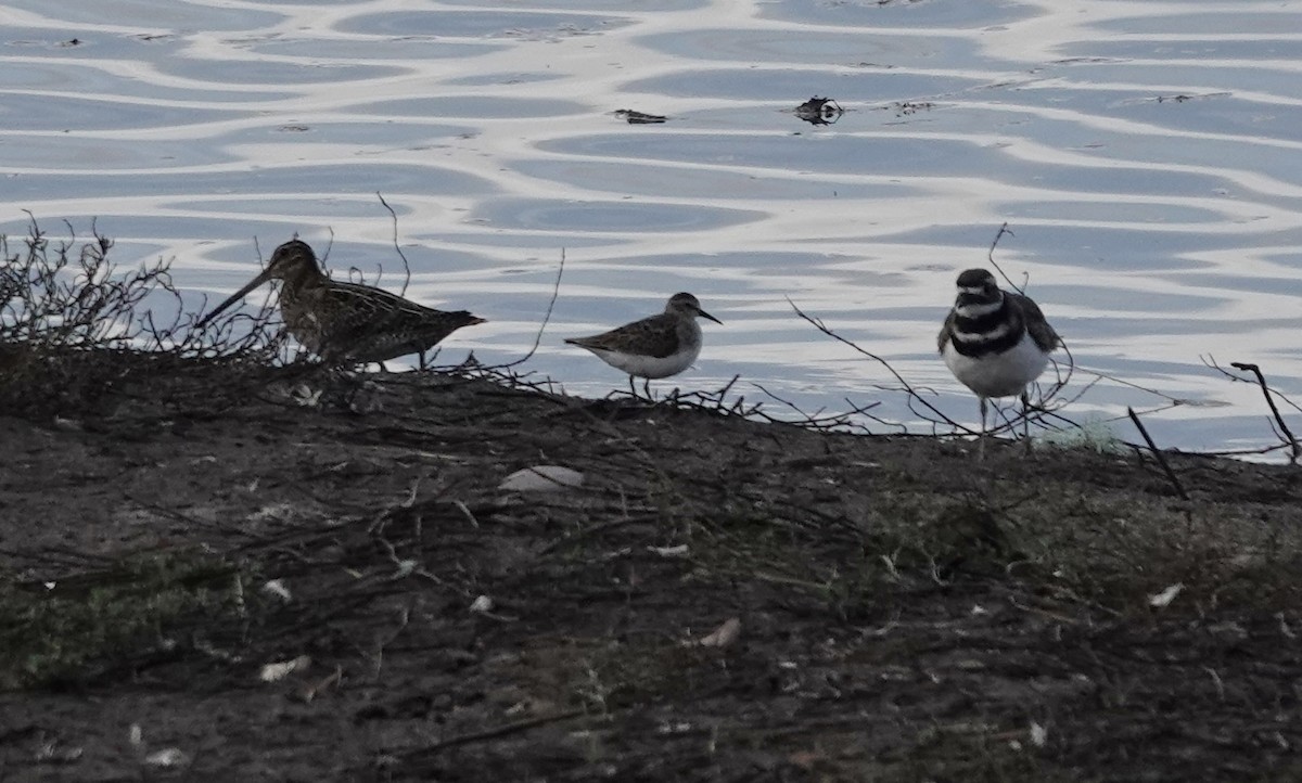 Wilson's Snipe - ML642727640