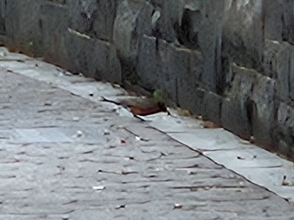 American Robin - ML642727648