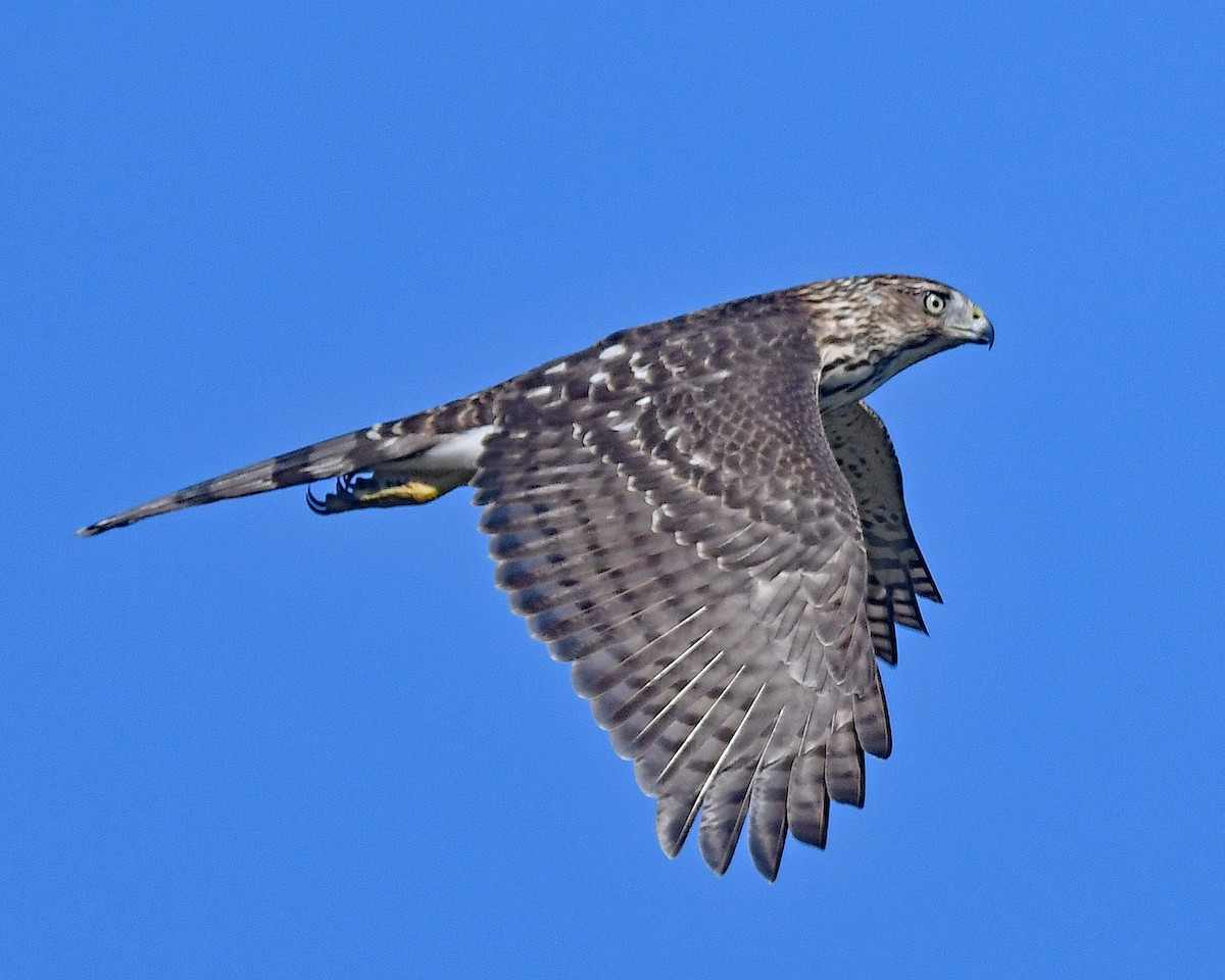Cooper's Hawk - ML642727674