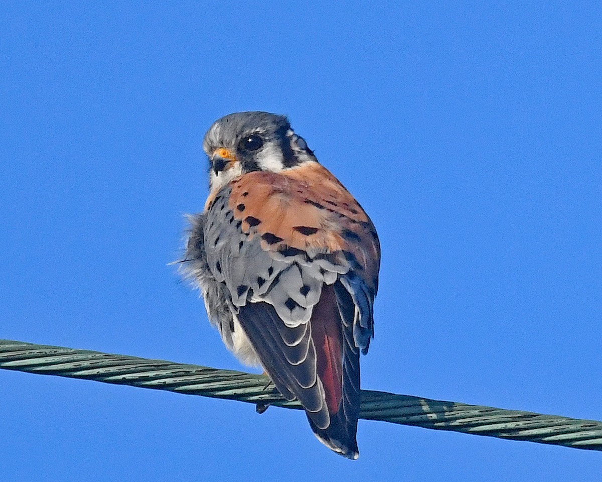 American Kestrel - ML642727713