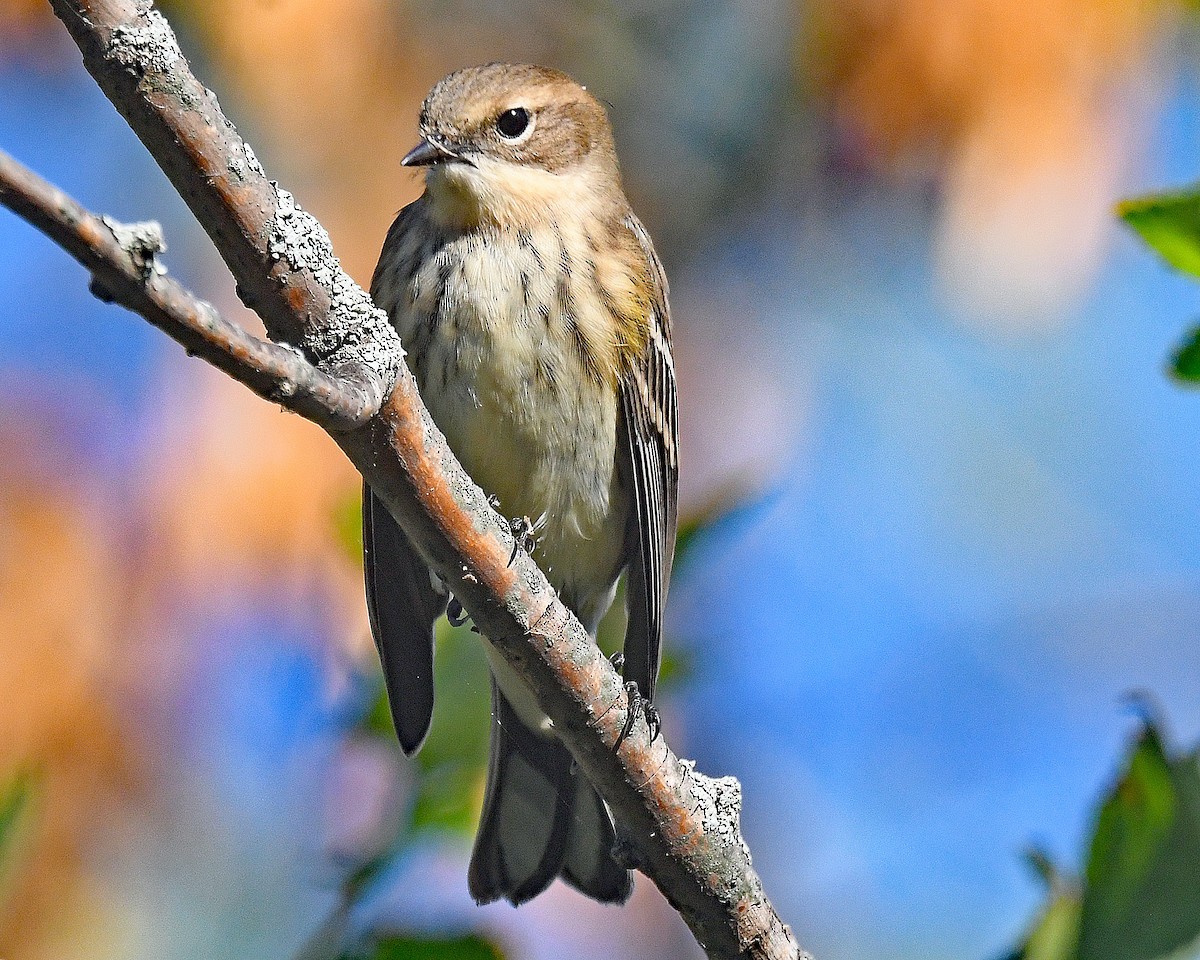 Yellow-rumped Warbler (Myrtle) - ML642727747