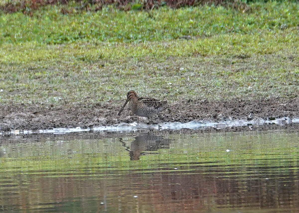 Wilson's Snipe - ML642727753