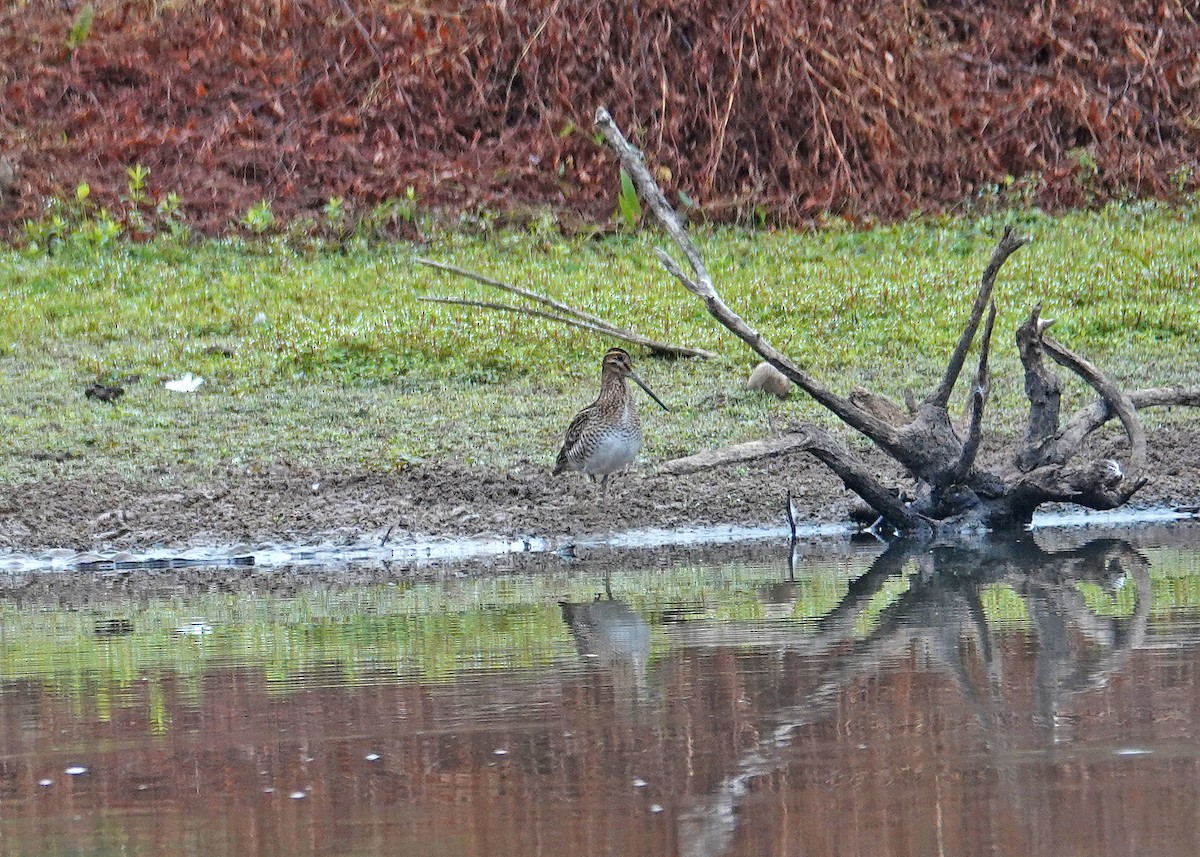 Wilson's Snipe - ML642727754