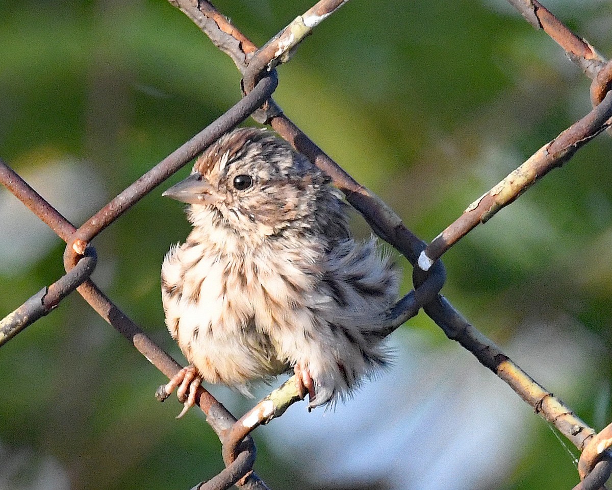 Song Sparrow - ML642727760