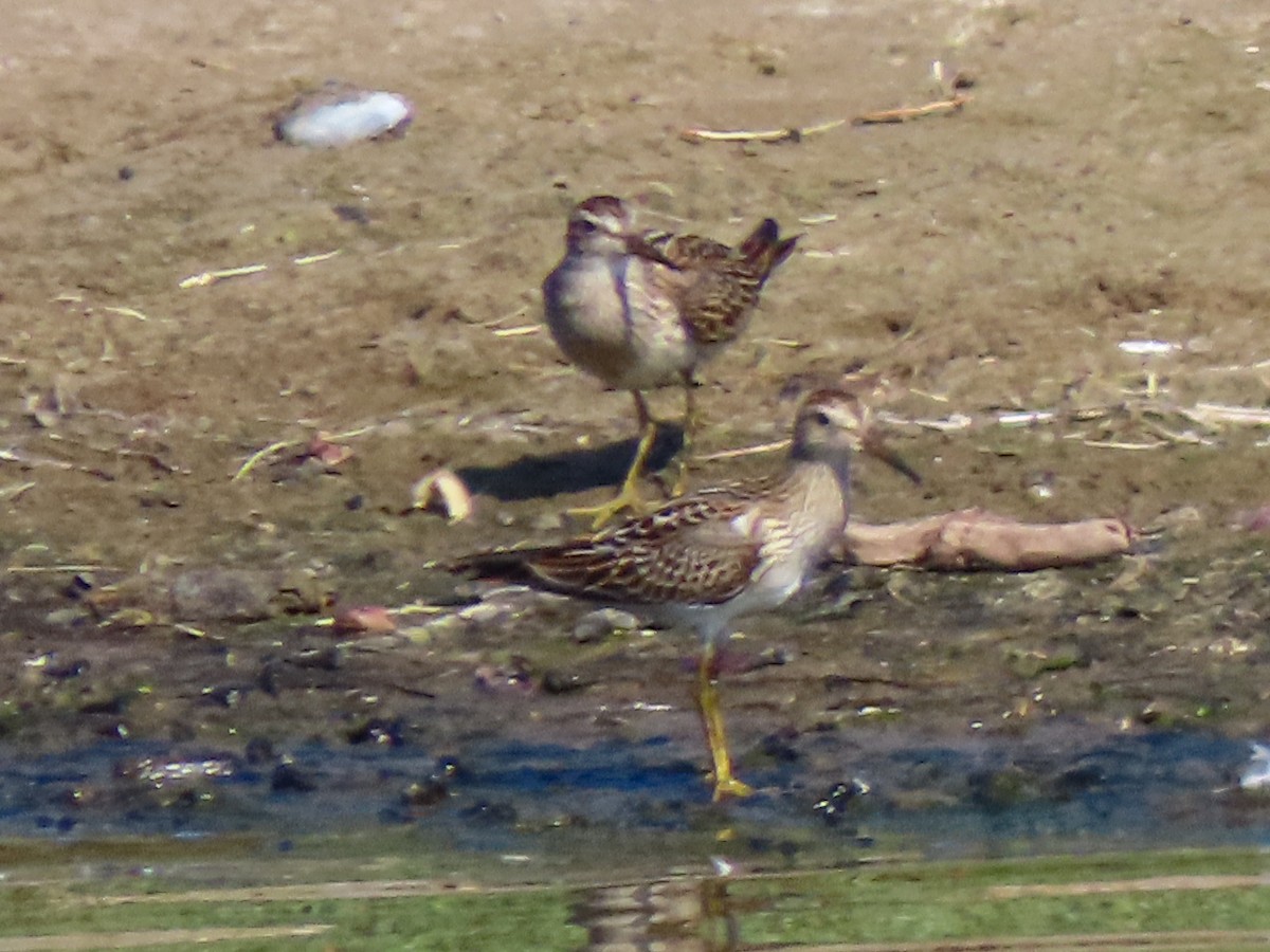Bécasseau à poitrine cendrée - ML642727768