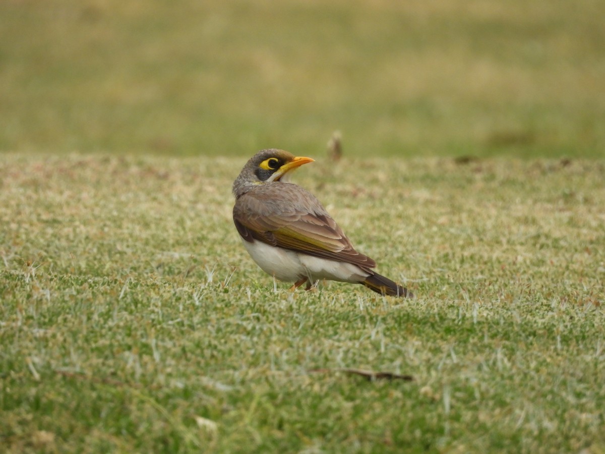 Yellow-throated Miner - ML642727775
