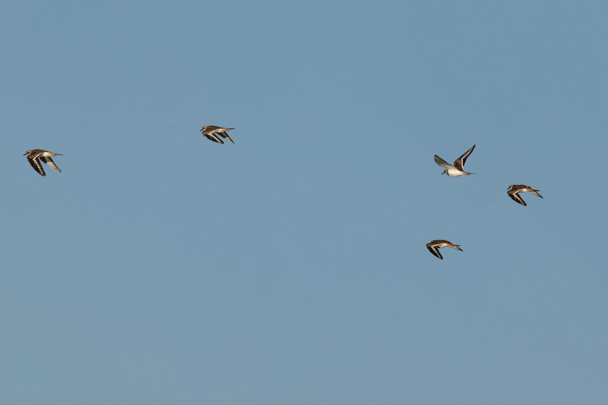 Killdeer - ML642727823