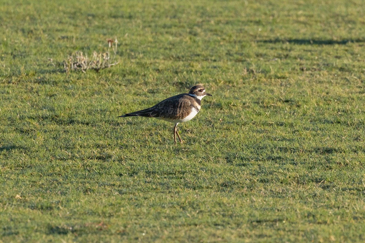 Killdeer - ML642727824