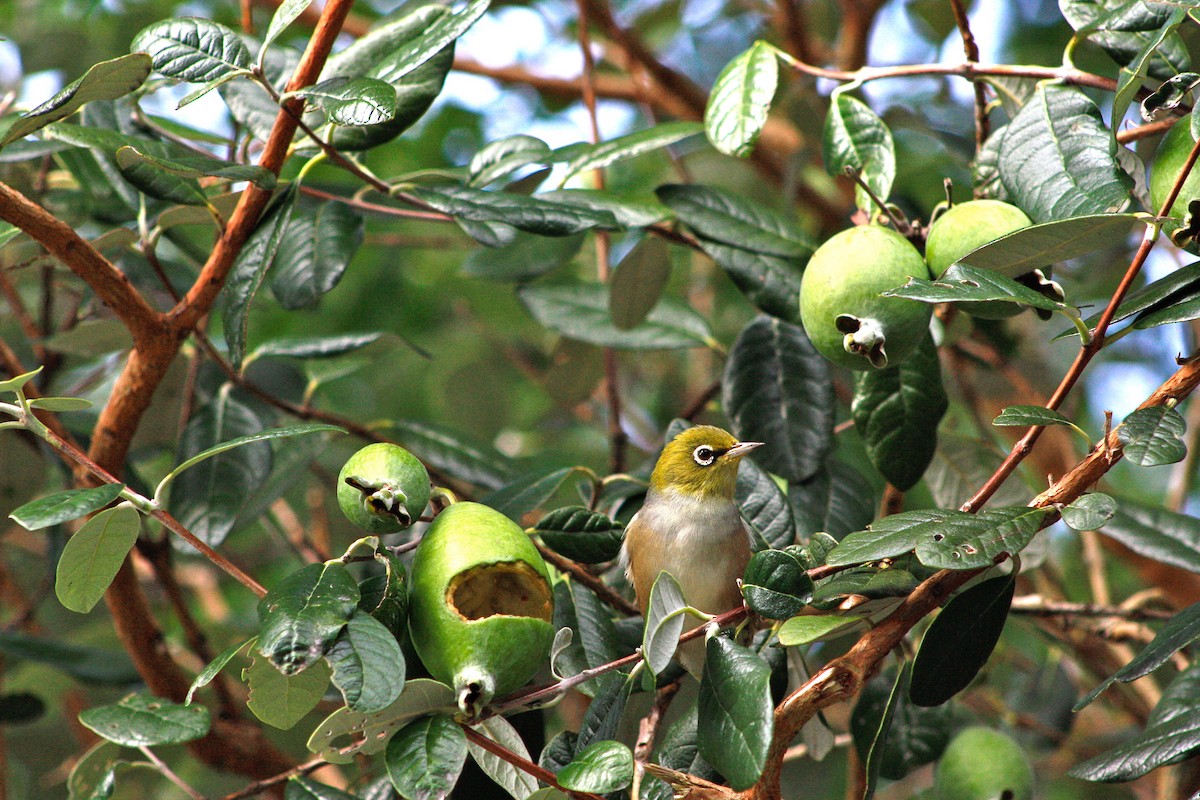 Silvereye - ML642727829
