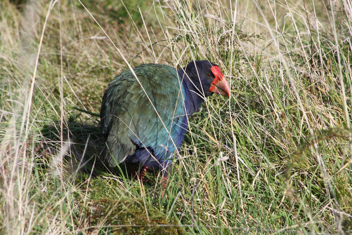 South Island Takahe - ML642727863