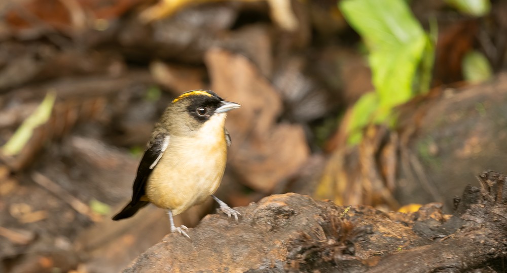 Black-goggled Tanager - ML642727873