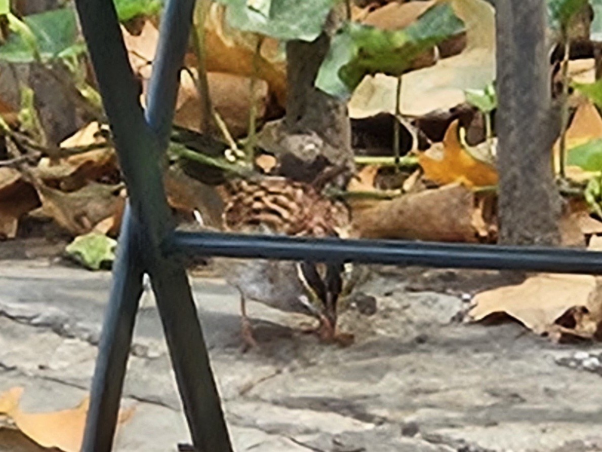 White-throated Sparrow - ML642727876