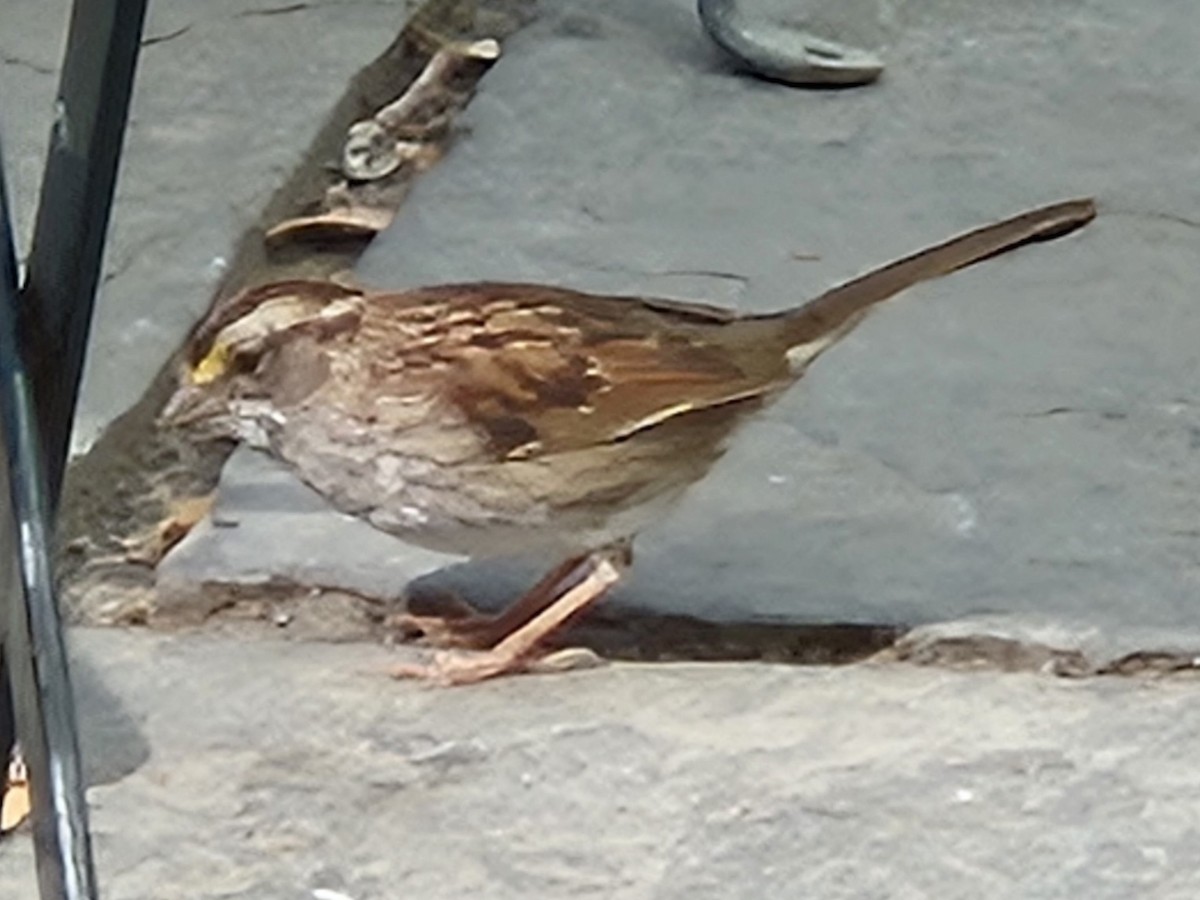 White-throated Sparrow - ML642727878