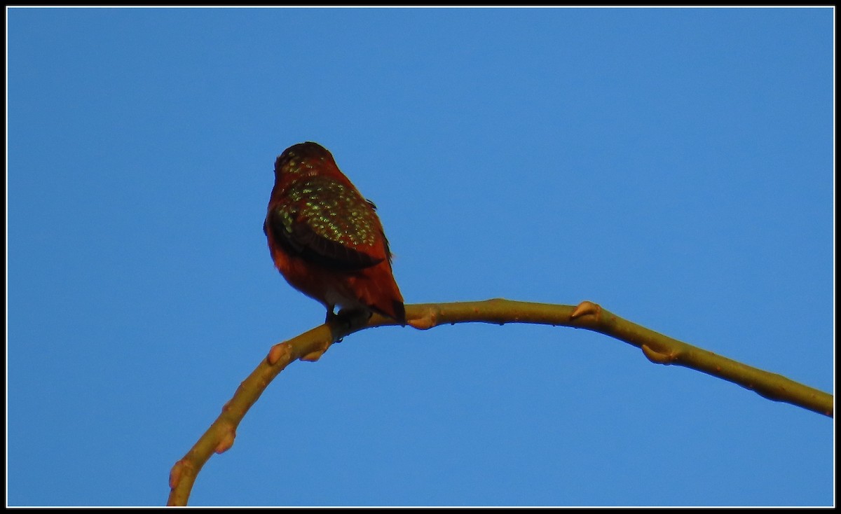 Allen's Hummingbird - ML642727885