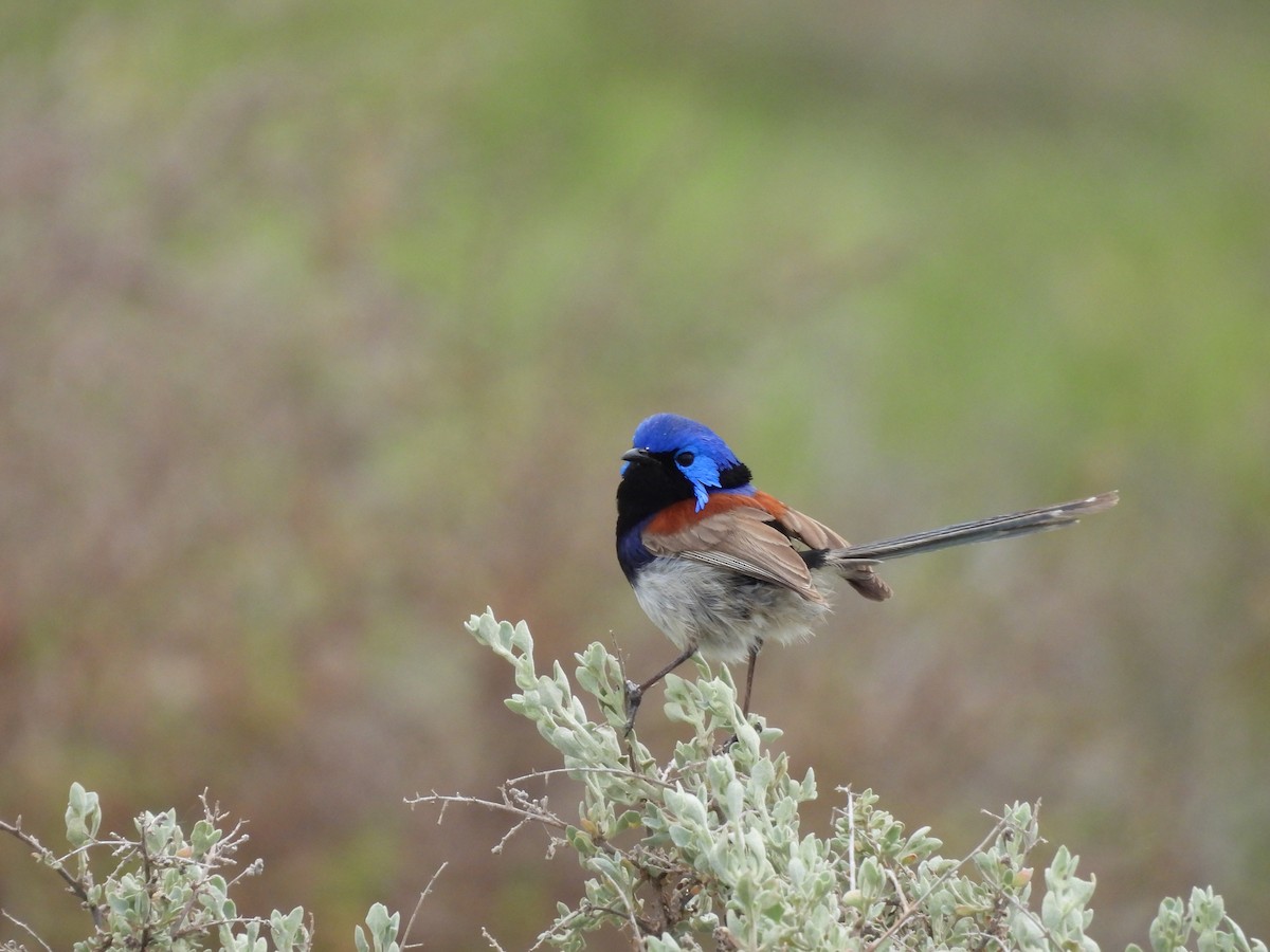 Purple-backed Fairywren (Purple-backed) - ML642727894