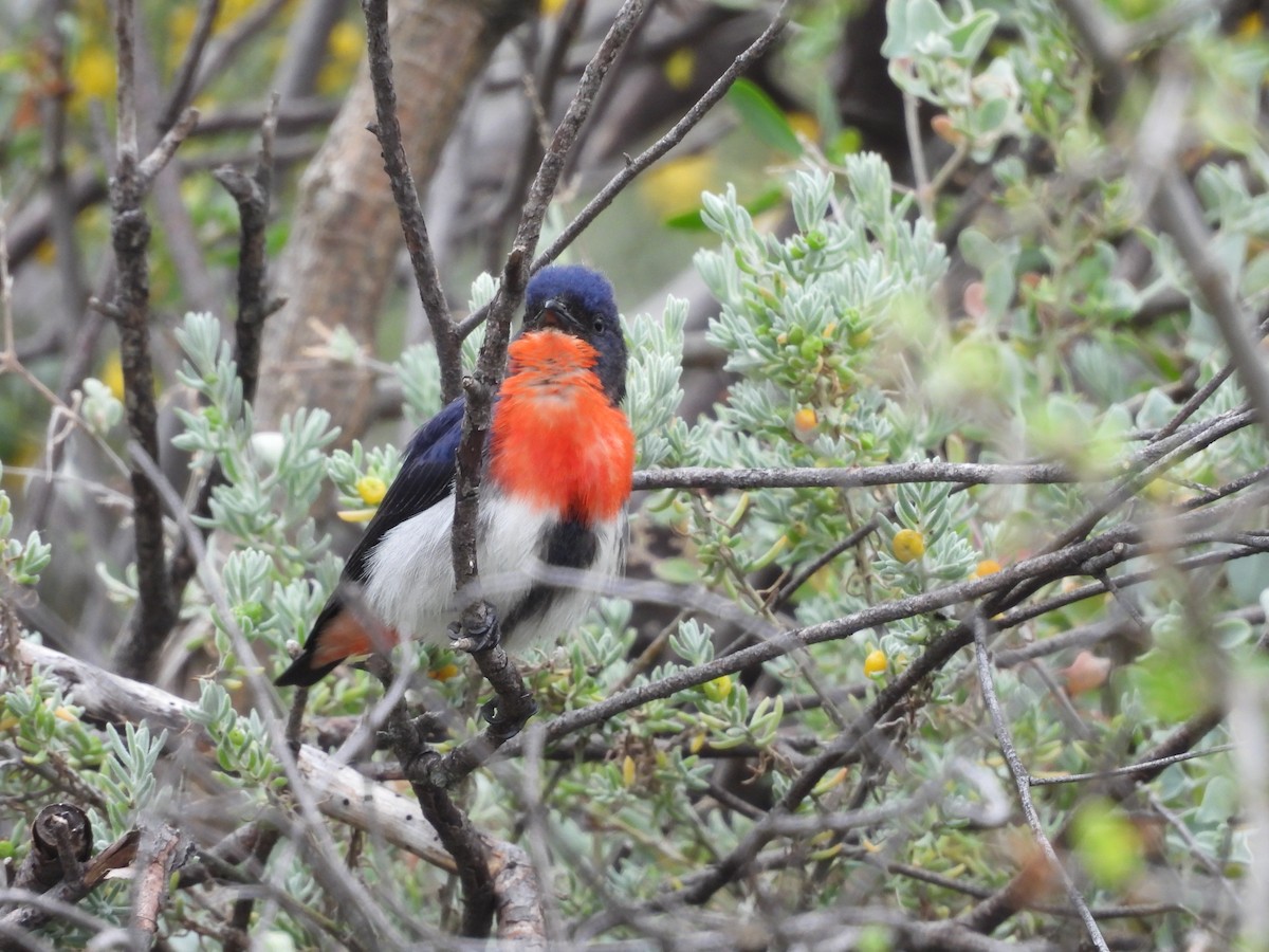 Mistletoebird - ML642727896
