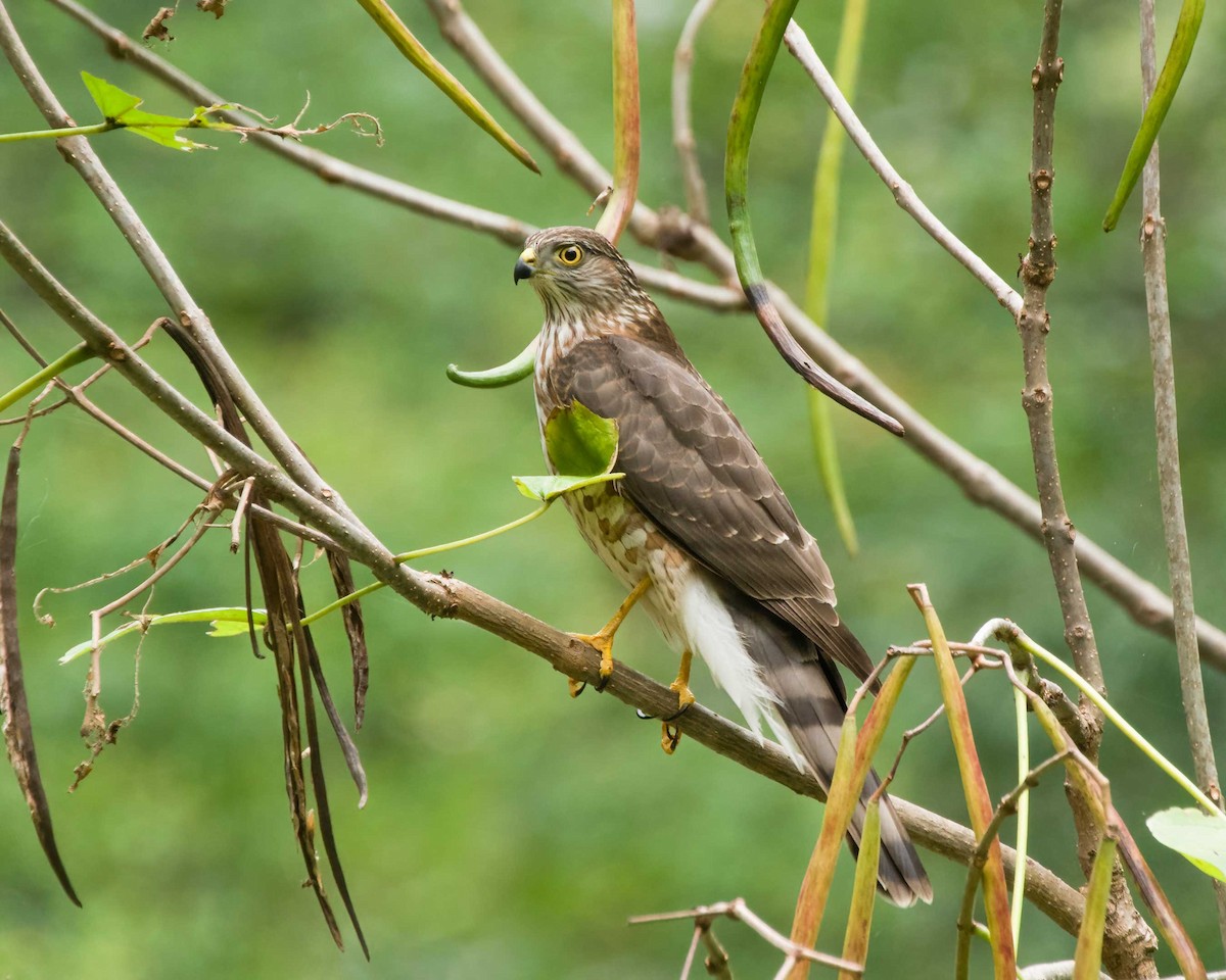 Sharp-shinned Hawk - ML642727899