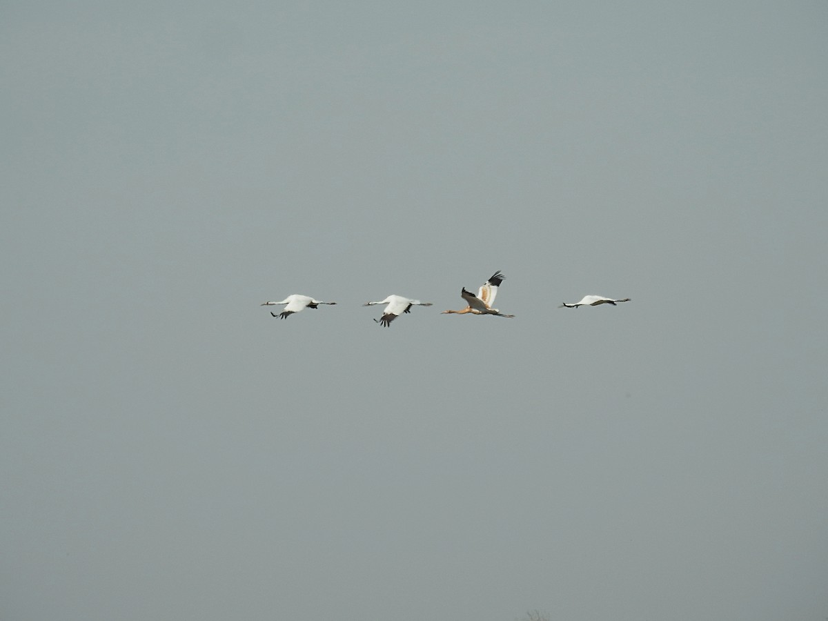 Whooping Crane - ML642727913
