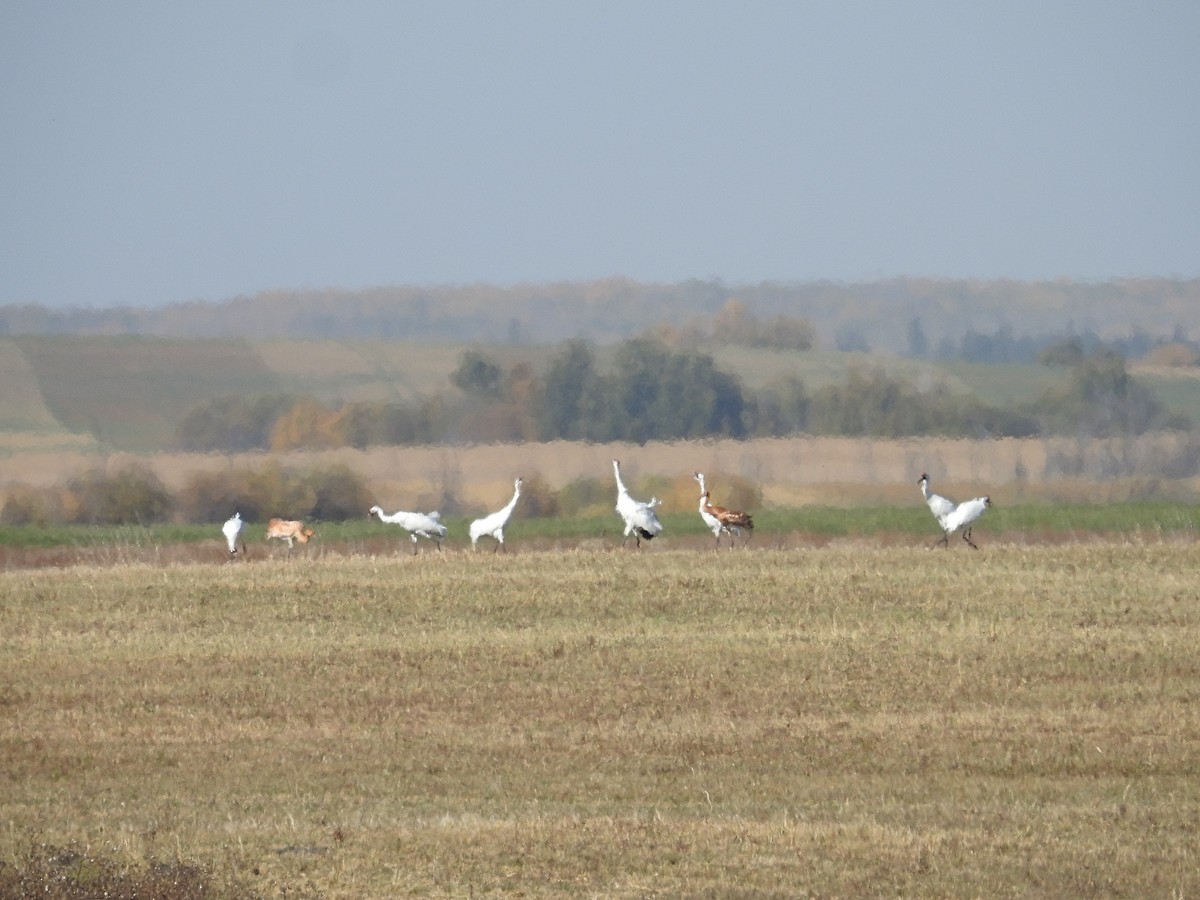 Whooping Crane - ML642727921