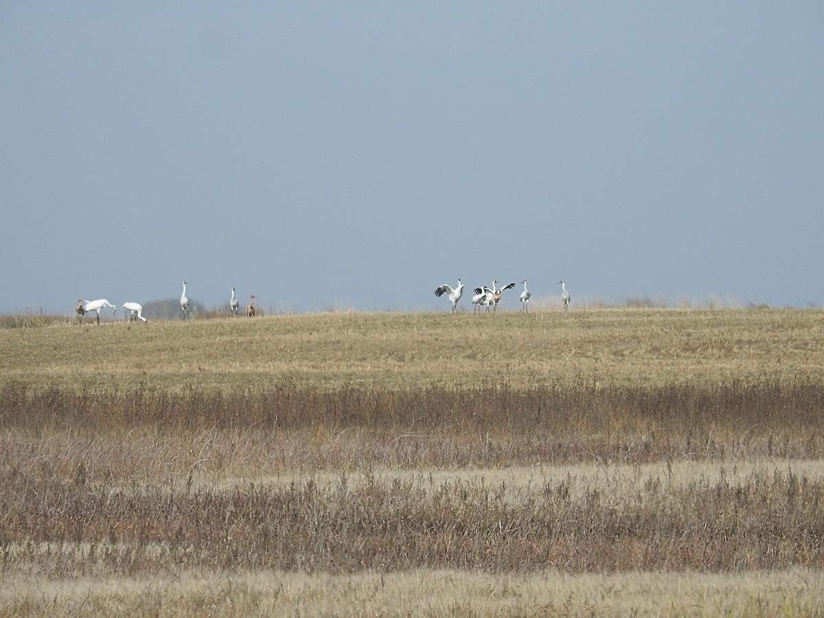 Whooping Crane - ML642727923