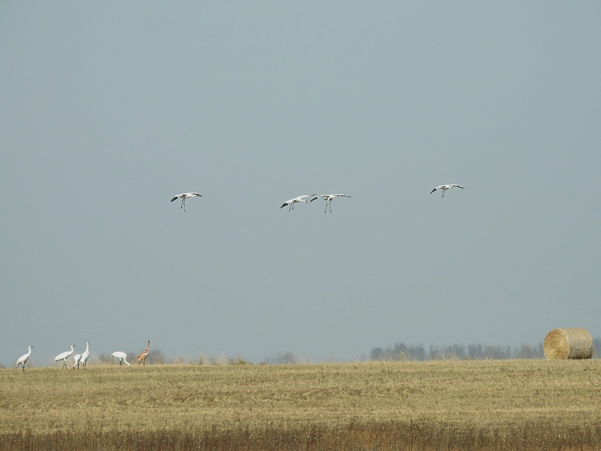 Whooping Crane - ML642727928