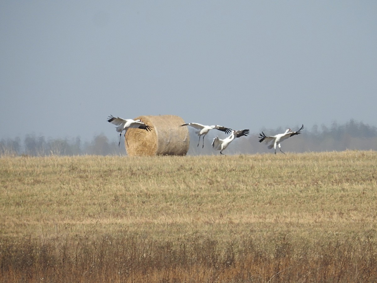 Whooping Crane - ML642727929