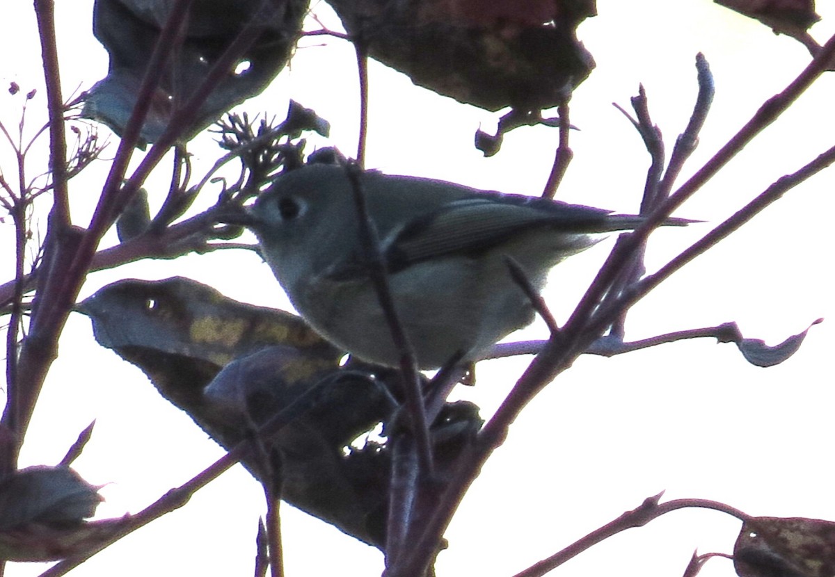 Ruby-crowned Kinglet - ML642727957