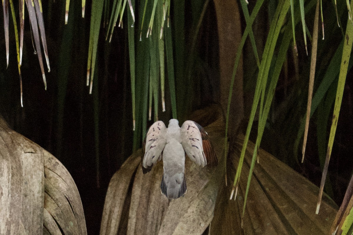 Common Ground Dove - ML642727969