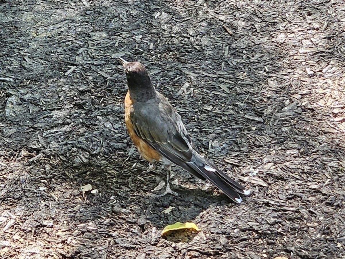 American Robin - ML642727997