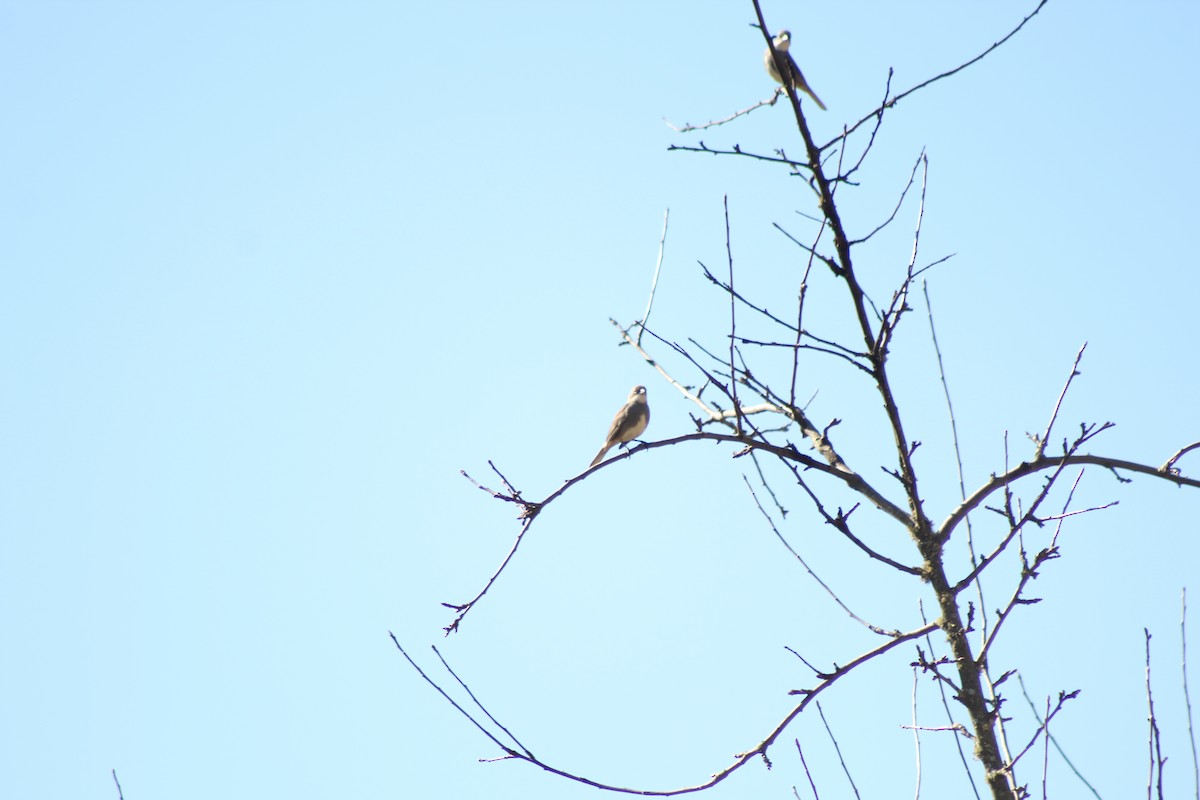 Diuca Finch - ML642728005