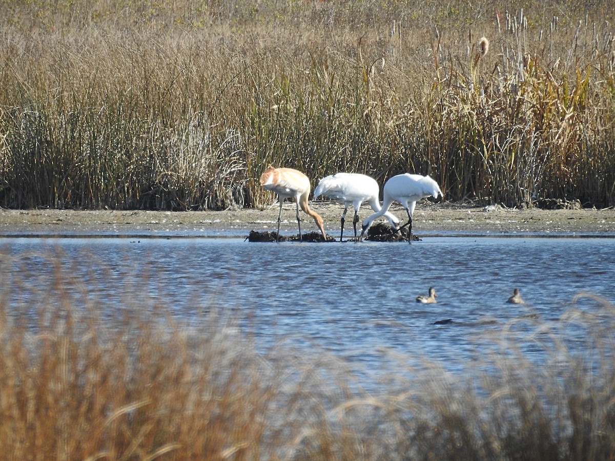 Whooping Crane - ML642728008