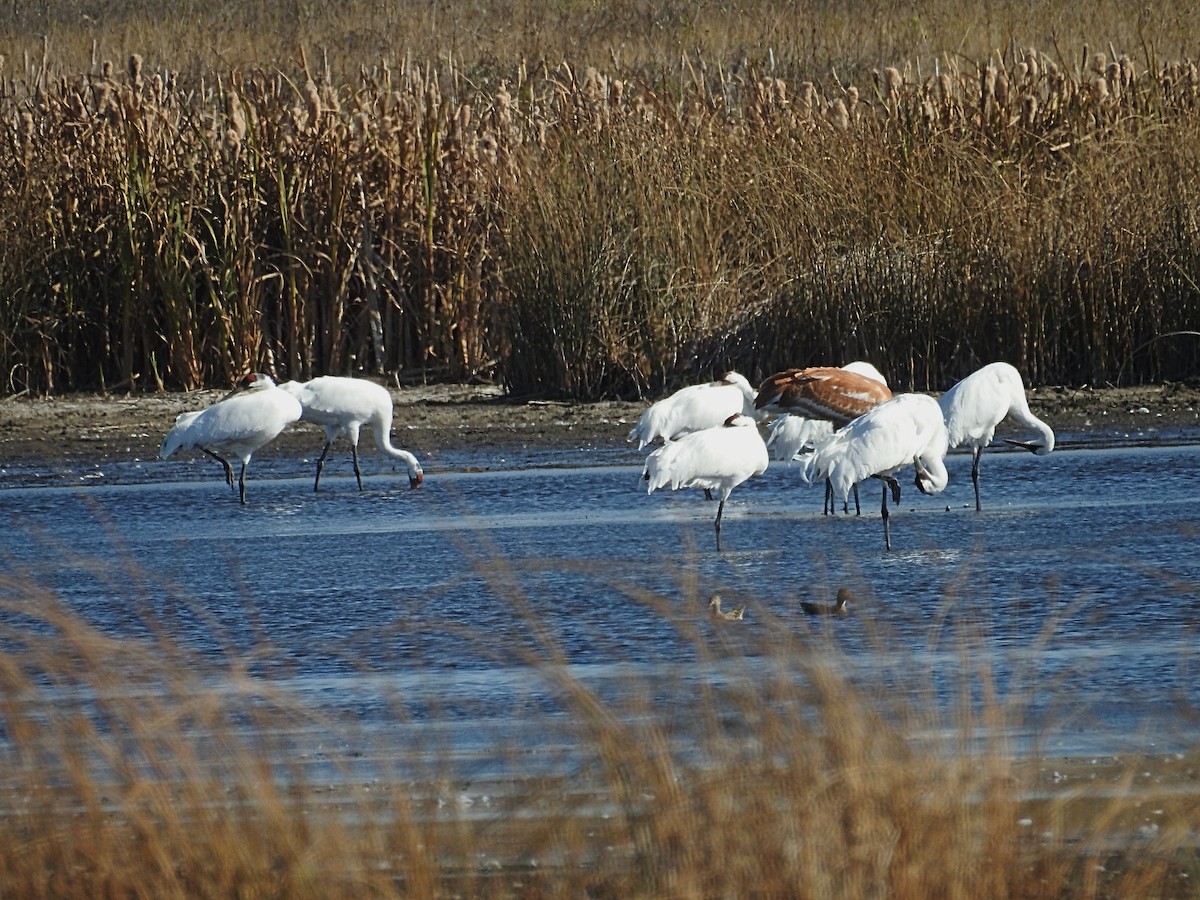 Whooping Crane - ML642728009
