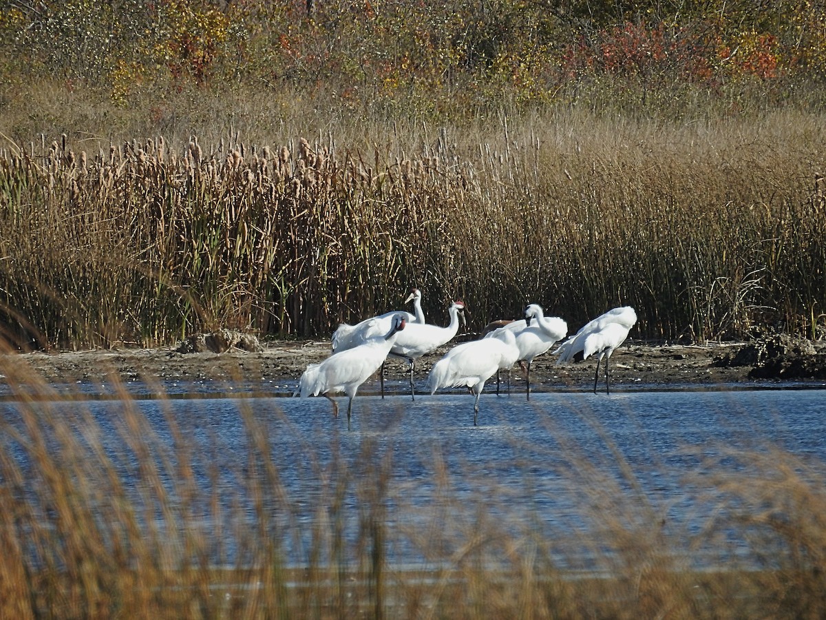Whooping Crane - ML642728015