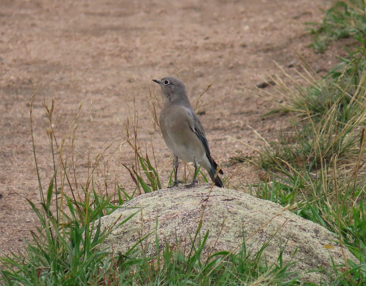 Mountain Bluebird - ML642728029