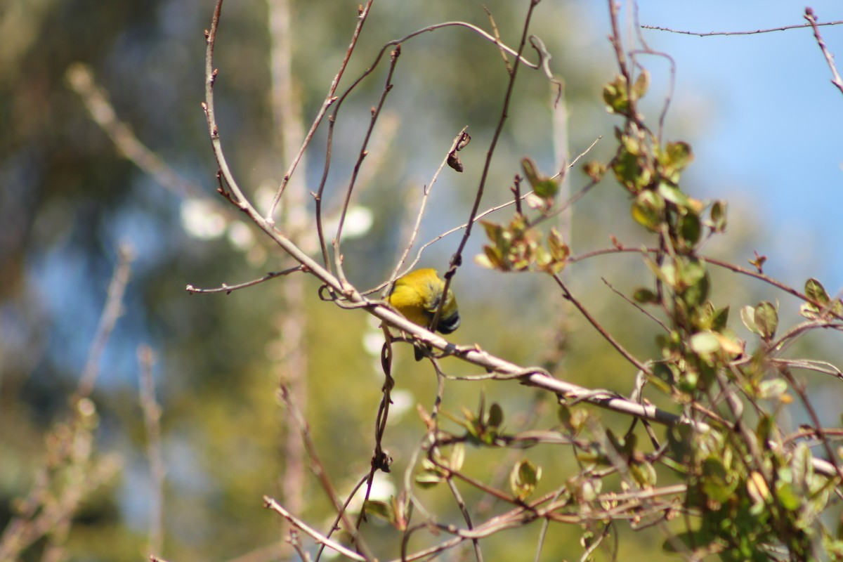 Patagonian Sierra Finch - ML642728036