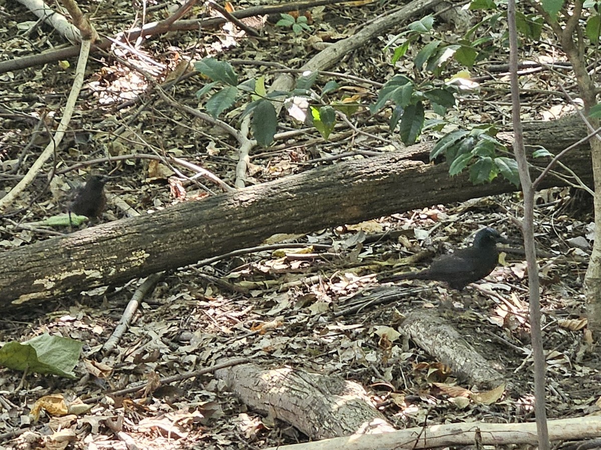 Common Grackle - ML642728042