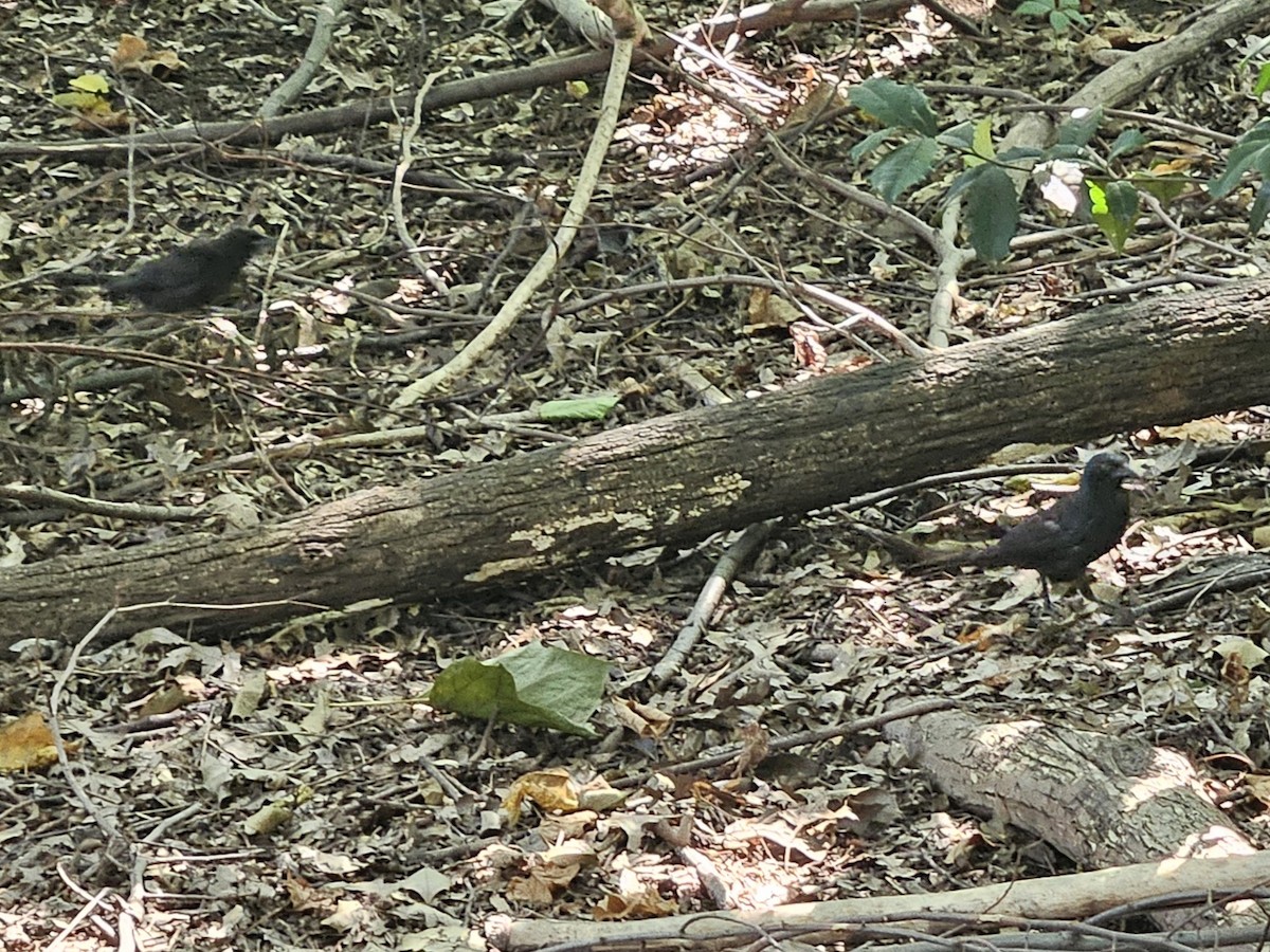 Common Grackle - ML642728043