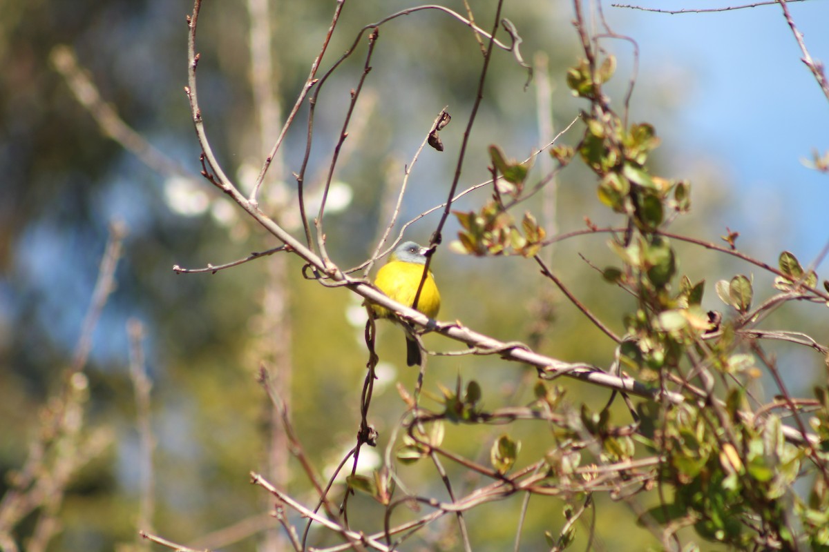 Patagonian Sierra Finch - ML642728044