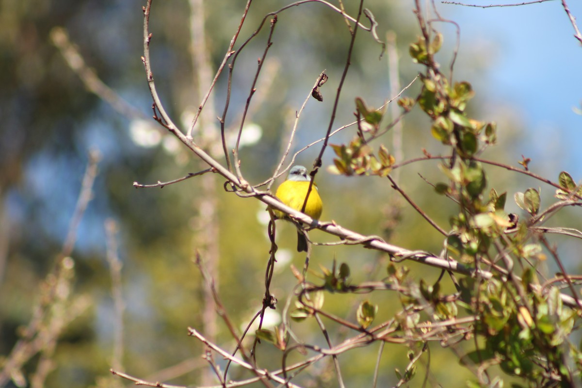 Patagonian Sierra Finch - ML642728052