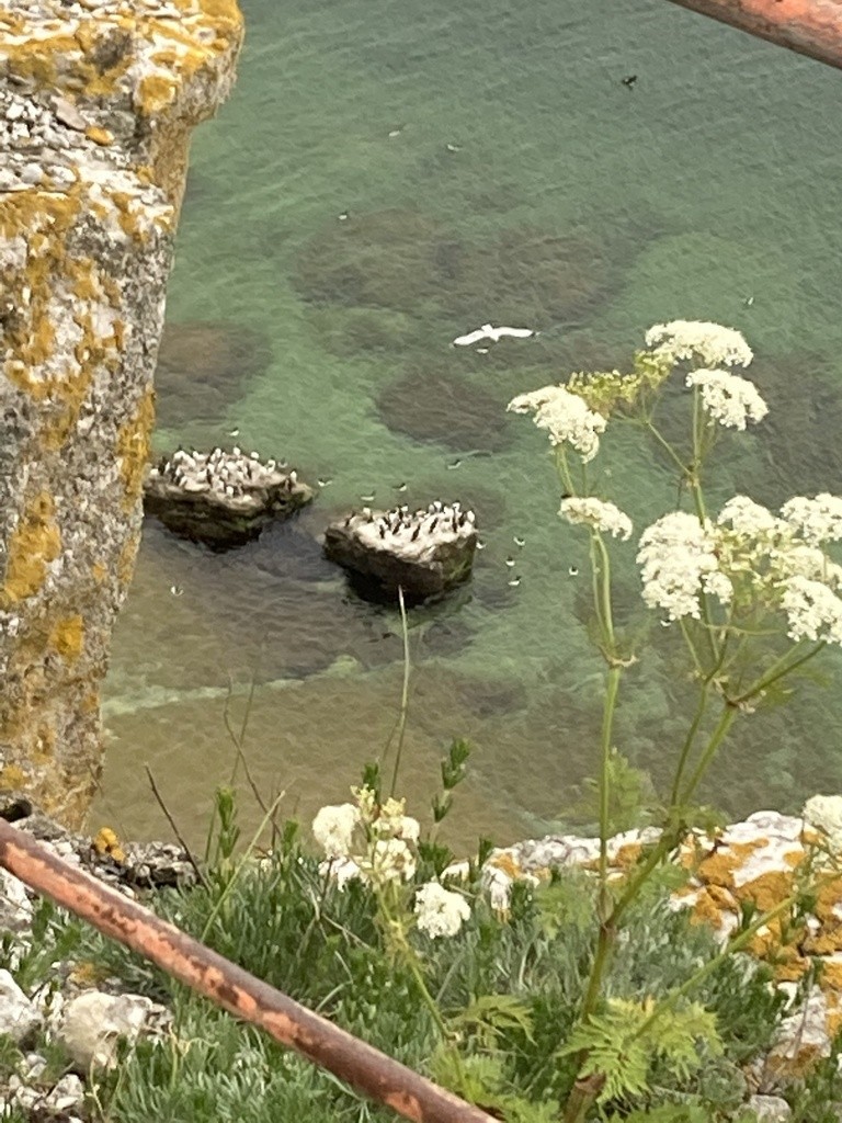 Common Murre - ML642728053