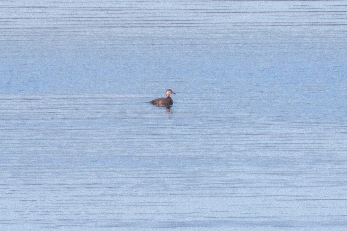 Black Scoter - ML642728058