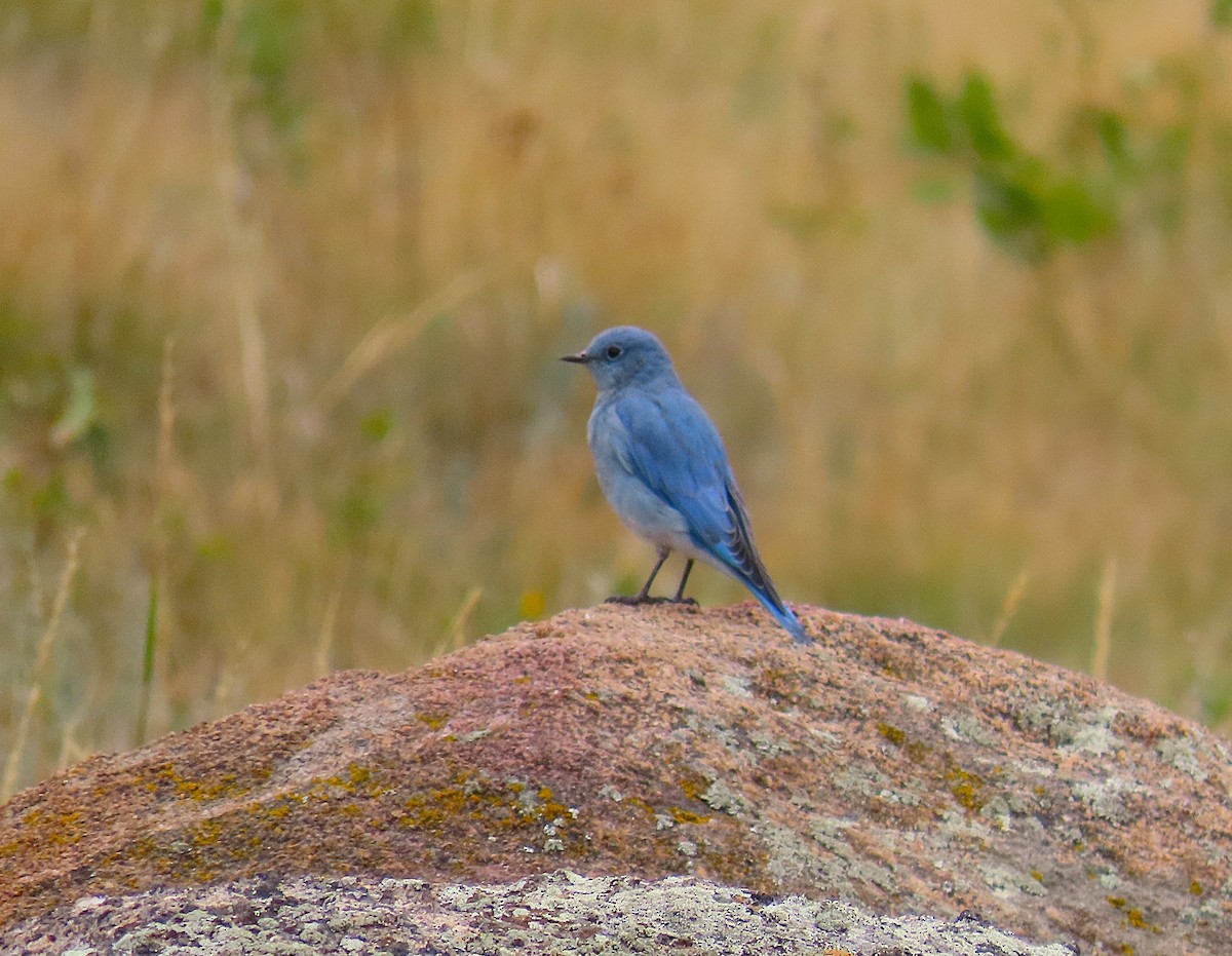Mountain Bluebird - ML642728067