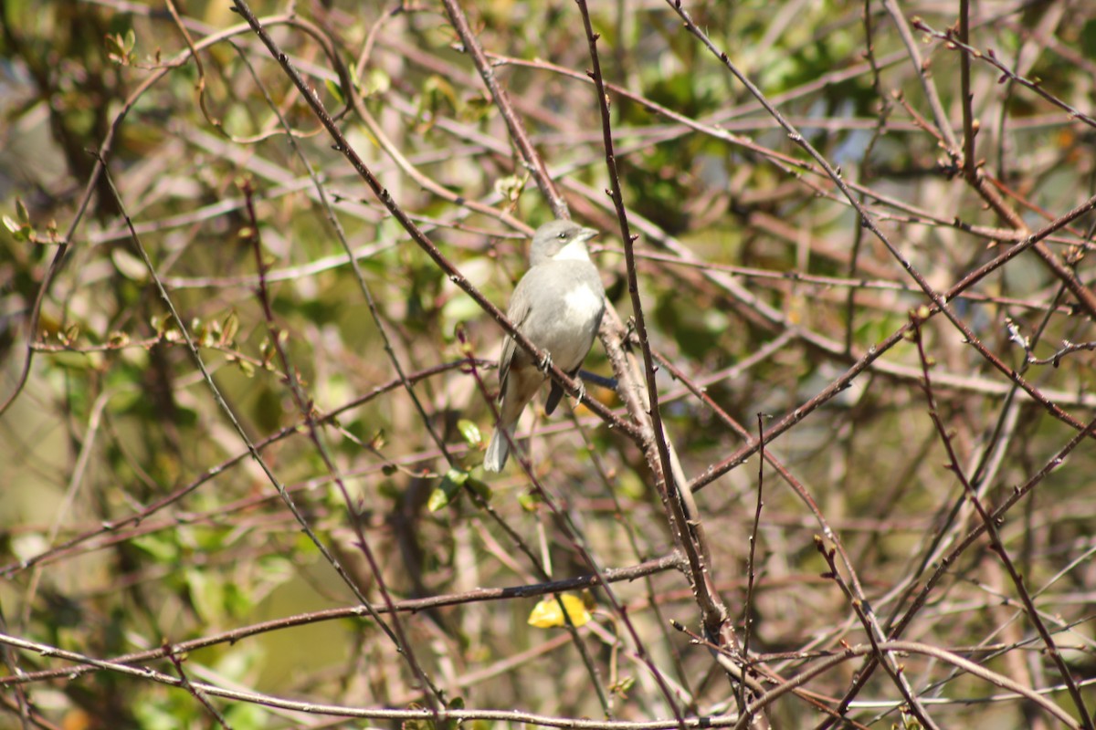 Diuca Finch - ML642728077