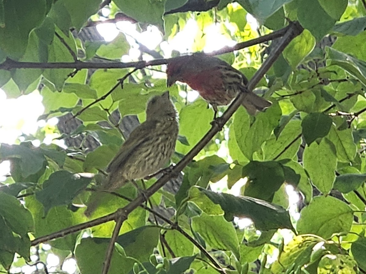 House Finch - ML642728105