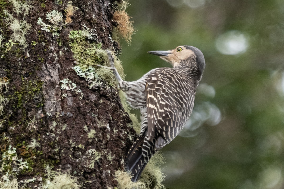 Chilean Flicker - ML642728115
