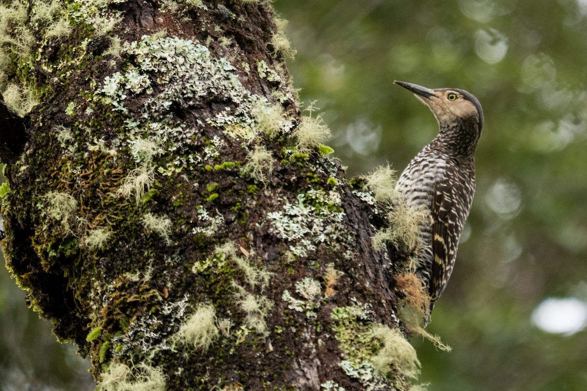 Chilean Flicker - ML642728116