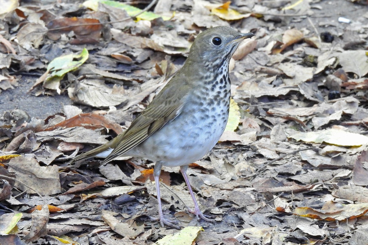 Gray-cheeked Thrush - ML642728117