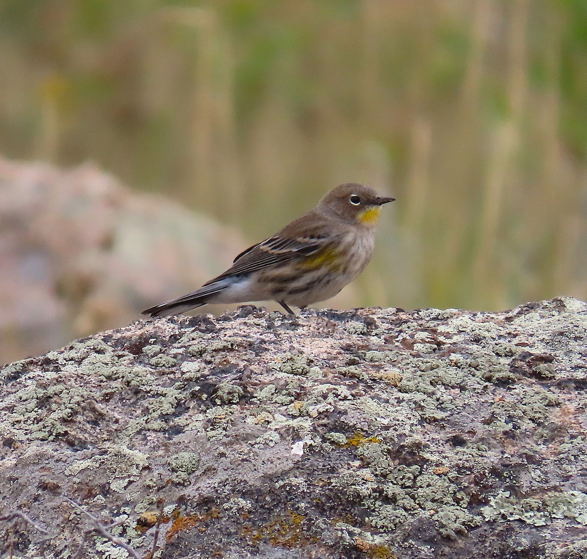 Yellow-rumped Warbler - ML642728124